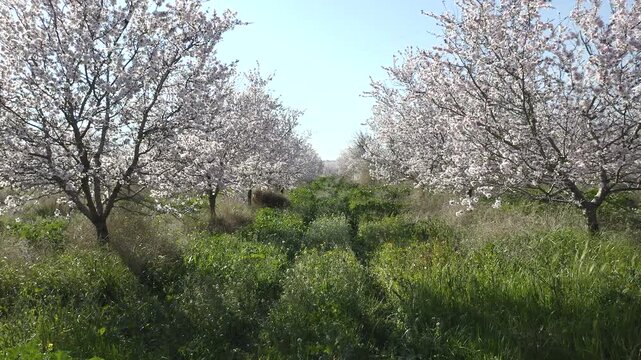 Aerial view of almond trees in full bloom in Alicante, Spain. Extensive white blossoms of Comuna variety covering agricultural fields, Mediterranean spring landscape with abundant flowering and rural 