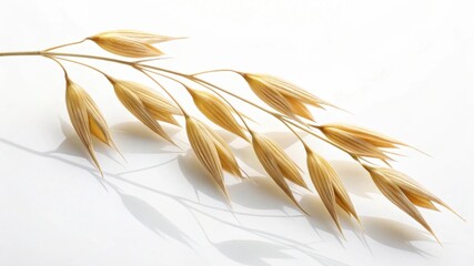 Fototapeta premium Oat plant stalk with grains isolated on white background