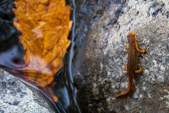 brown subadult eastern newt standing on a rock near water with colorful orange oak leaf vertical