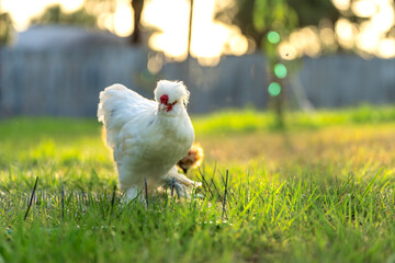 Silkie chicks in free range conditions on green grass in backyard garden © bilanol