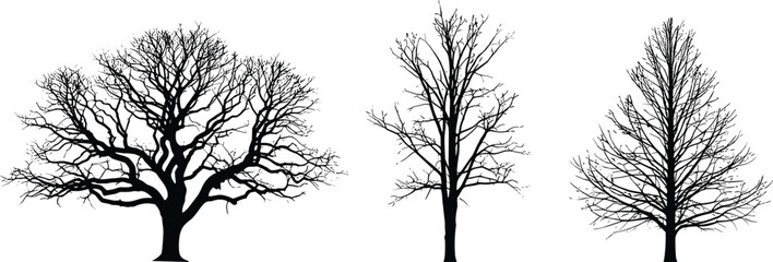 Obraz premium Set of Three Detailed Black Bare Tree Silhouettes without Leaves for Winter Season Nature Landscape Forest Outdoor Gardening and Environment Vector Illustration Elements