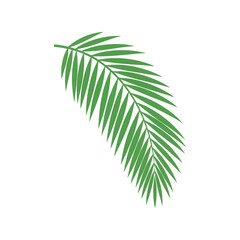 Obraz premium Green palm leaf vector clipart isolated on white background for tropical design