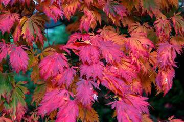 Pink-red cutleaf Japanese maple leaves, close up
