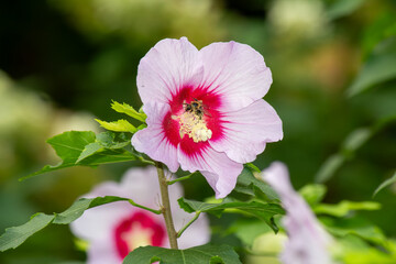 Bumblebee full of nectar on a hibiscus flower