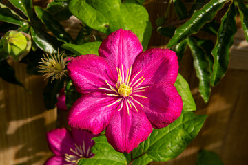 A pink passionflower in the late summer © Andre