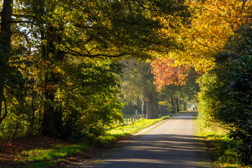 Obraz premium Road through the forest of Zelhem