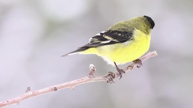 Male lesser goldfinch (Spinus psaltria) perched on bare branch during light snowfall, Lassen County, California. Black back, vivid yellow plumage.