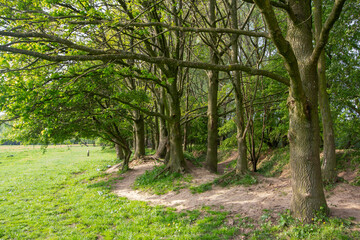 Fototapeta premium Nature reserve the Blue Chamber in Gelderland