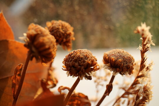 withered inflorescences, withered inflorescences, dried flowers