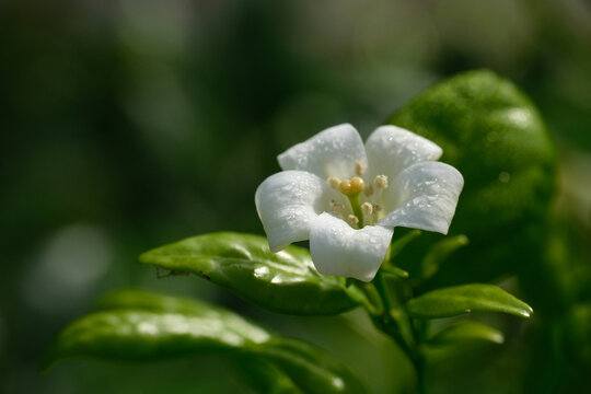 Murraya paniculata or known as Orange Jasmine