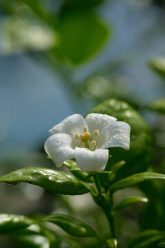 Murraya paniculata or known as Orange Jasmine