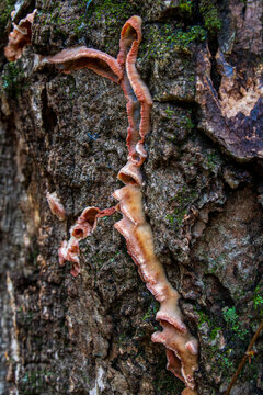 Merulius tremellosus fungus on a tree bark in winter