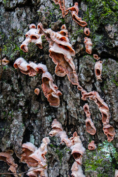 beacon looking Merulius tremellosus fungus on a tree in winter
