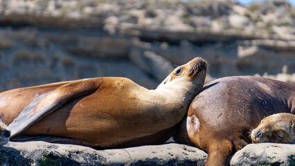 Fototapeta premium Sea lions resting on the rocks in Argentine Patagonia
