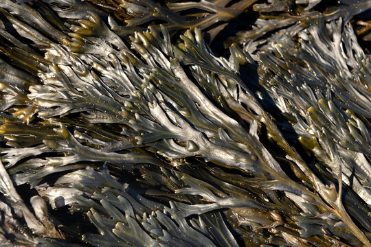 Flat wrack, Spiral wrack  or twisted wrack