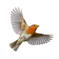 Obraz premium European Robin bird with orange breast in mid flight isolated on a transparent background
