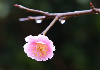 雨上がりの水滴のついたピンクの梅の花