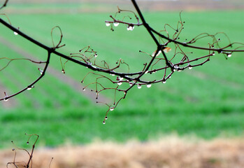 早春の緑色に染まる麦畑
