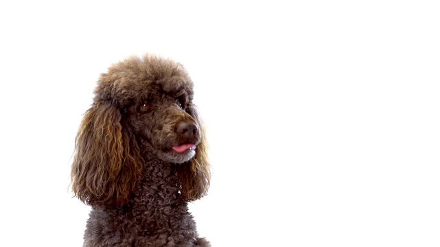 Brown poodle dog with its tongue out, looking to the side against a white background, commercial use 4K stock footage perfect for video editing and background