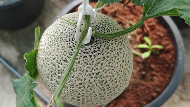 Green cantaloupe melon plants are growing in the greenhouse