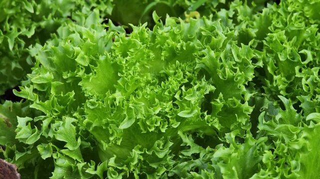 Fresh Frillice Iceberg lettuce leaves, Salads vegetable in the planting plot.