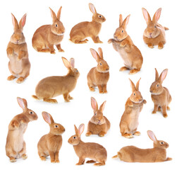 Obraz premium Fluffy brown rabbit on white background, collage