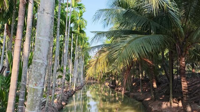 Betel palm garden with rows of betel palm trees.