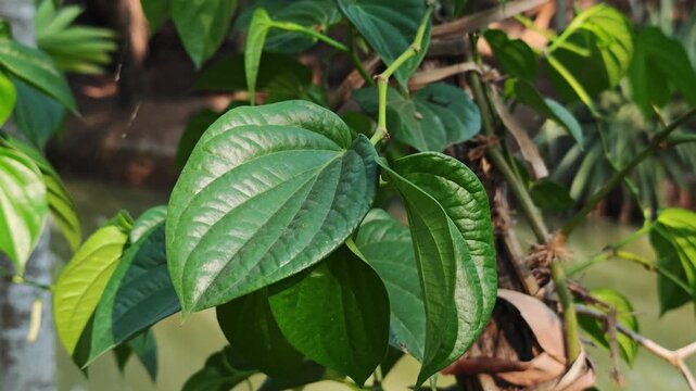 Fresh green betel leaves in the garden.