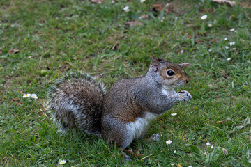 Naklejka premium An Eastern Gray Squirrel (Sciurus carolinensis).