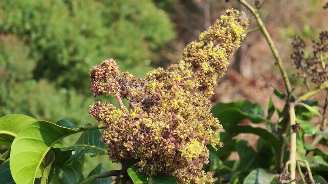Dried mango flowers on the tree.