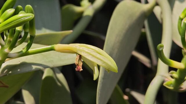 The vanilla plant is blooming in the garden.