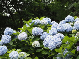 アジサイ