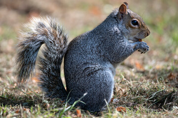 Obraz premium An Eastern Gray Squirrel (Sciurus carolinensis).
