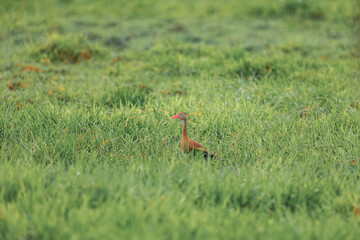 Fototapeta premium Black-bellied whistling duck standing in green grass field