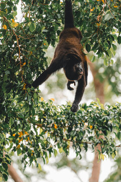 Howler monkey hanging on tree branch in jungle