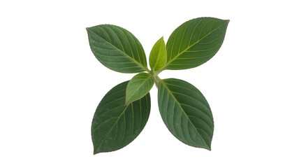 Obraz premium A close-up view of three distinct leaves with varied shapes and shades of green 