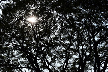 branches of big tree background