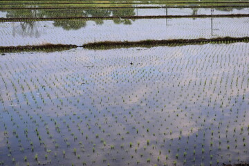 rice paddy agriculture farm, natural background