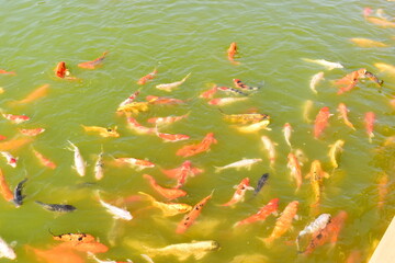 colourful crap fish in natural pond