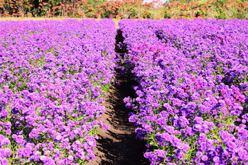 beautiful purple flower garden in springtime, natural background
