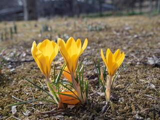 春の息吹を感じる、黄金色に咲くクロッカス