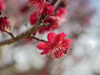 情熱的に咲き誇る、気品溢れる濃紅色の梅