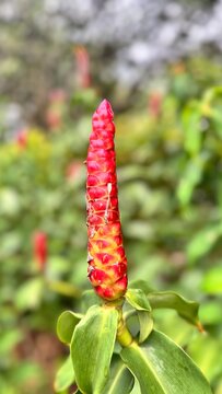 Close-up of tropical Spiral Ginger flower bud in a lush garden