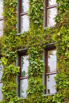 Abstract architecture detail of urban building facade where ivy greenery climbs around windows creating vertical pattern and rich texture
