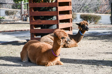 アルパカ　Alpaca