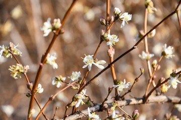 ロニケラ「レモンビューティー」　Lonicera 'Lemon beauty'