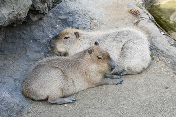 かわいいカピバラ　Cute capybaras