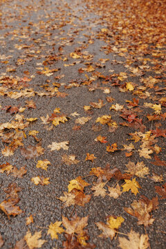 autumn leaves on the ground after a rain