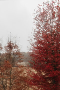 Maple trees photographed through a wet, rainy window, creating a blurry image.