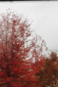 Maple trees photographed through a wet, rainy window, creating a blurry image.